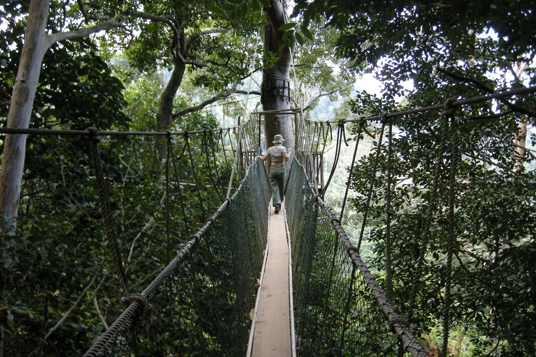 A canopy walkway through the tropical rainforest of Taman Negara